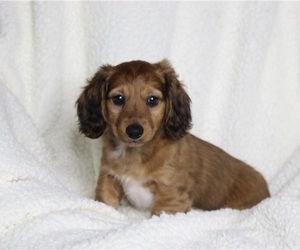 Dachshund Puppy for sale in FREDERICKSBURG, OH, USA