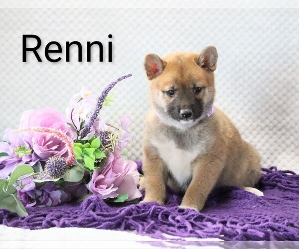 Medium Photo #1 Shiba Inu Puppy For Sale in LOYAL, WI, USA