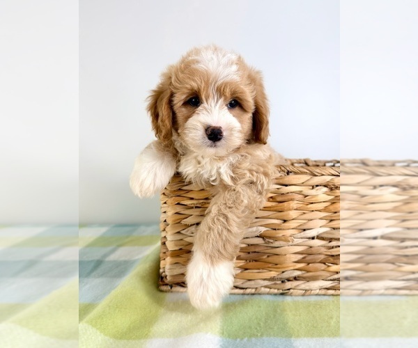 Medium Photo #5 Bernedoodle (Miniature) Puppy For Sale in GREENFIELD, IN, USA