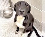 Small #1 Labrador Retriever Mix