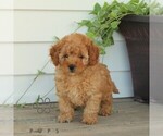 Small #3 Poodle (Miniature)