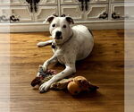 Small #2 American Bulldog-Labrador Retriever Mix