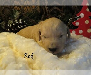 Goldendoodle Puppy for sale in PERRYSVILLE, OH, USA