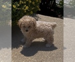 Image preview for Ad Listing. Nickname: Sugar