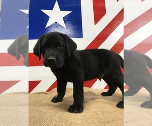 Labrador Retriever Puppy for sale in STUART, VA, USA