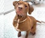 Small #2 American Bulldog