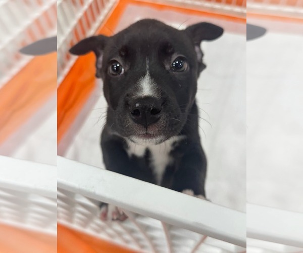 Medium Photo #8 American Staffordshire Terrier-Unknown Mix Puppy For Sale in Holly Springs, NC, USA