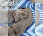 Small Photo #41 Labrador Retriever Puppy For Sale in POCAHONTAS, IL, USA