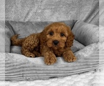 Small #2 Goldendoodle (Miniature)