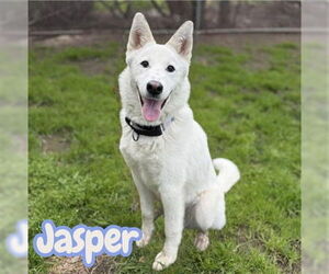 Siberian Husky Dogs for adoption in Fremont, CA, USA