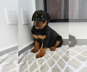 Rottweiler Puppy for sale in FRANKLIN, IN, USA