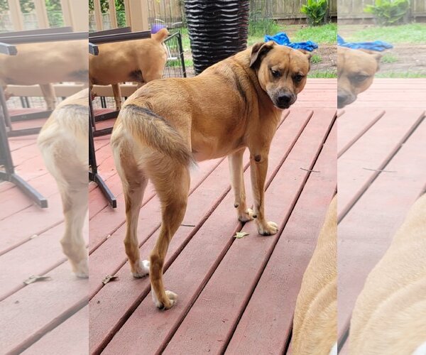 Medium Photo #4 Catahoula Leopard Dog-Unknown Mix Puppy For Sale in Spring, TX, USA