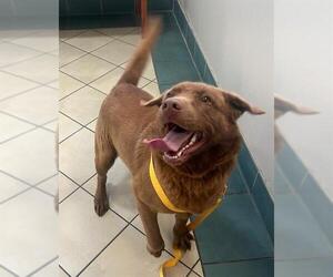 Chesapeake Bay Retriever-Unknown Mix Dogs for adoption in Newton, NC, USA