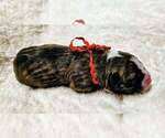 Small Photo #17 Alapaha Blue Blood Bulldog Puppy For Sale in SHELOCTA, PA, USA