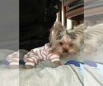 Small Photo #1 Yorkshire Terrier Puppy For Sale in ARGYLE, TX, USA