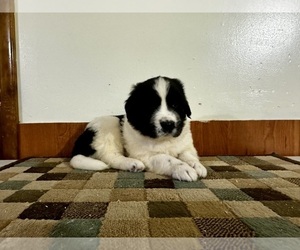Newfoundland Puppy for sale in ROCKVILLE, IN, USA