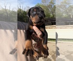Small #4 Doberman Pinscher