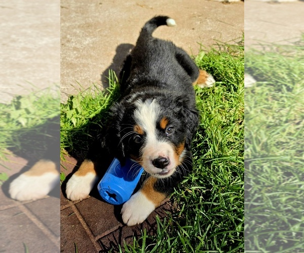 Medium Photo #1 Bernese Mountain Dog Puppy For Sale in SUPERIOR, WI, USA