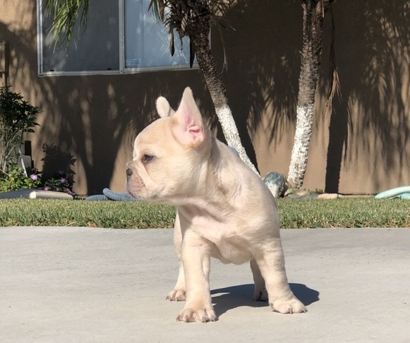 Medium Photo #6 French Bulldog Puppy For Sale in BLOOMINGTON, CA, USA