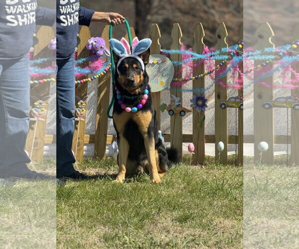 Medium Photo #2 German Shepherd Dog Puppy For Sale in Rockaway, NJ, USA