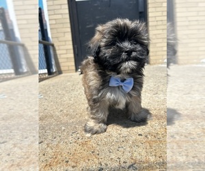 Zuchon Puppy for sale in RANDOLPH, MA, USA