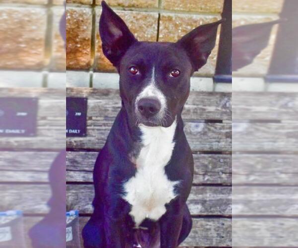 Medium Photo #2 Mutt Puppy For Sale in Tulsa, OK, USA