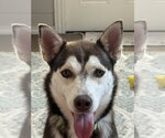 Small Photo #12 Siberian Husky-Unknown Mix Puppy For Sale in San Leon, TX, USA