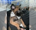 Small #19 Belgian Malinois