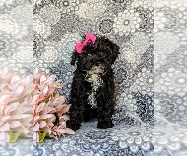 Medium Photo #2 Poodle (Toy) Puppy For Sale in OXFORD, PA, USA