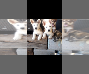 German Shepherd Dog-Siberian Husky Mix Puppy for sale in GLENDALE, AZ, USA