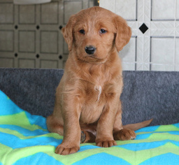 Labradoodle Puppy for sale in GAP, PA, USA