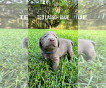 Small Photo #14 Labrador Retriever Puppy For Sale in WARNER ROBINS, GA, USA