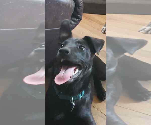 Medium Photo #3 Mutt Puppy For Sale in Plainfield, IL, USA