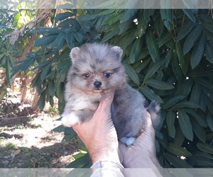 Pomeranian Puppy for sale in WEST PALM BEACH, FL, USA