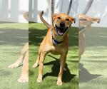 Small #1 Labrador Retriever Mix