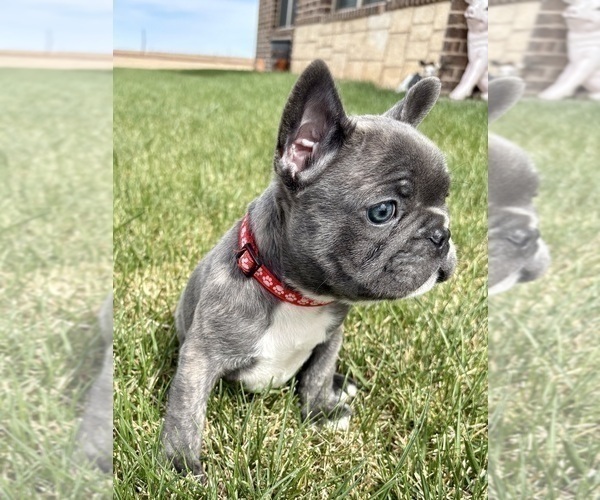 Medium Photo #3 French Bulldog Puppy For Sale in CANYON, TX, USA