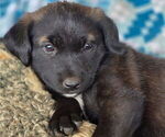 Puppy Juniper Goberian