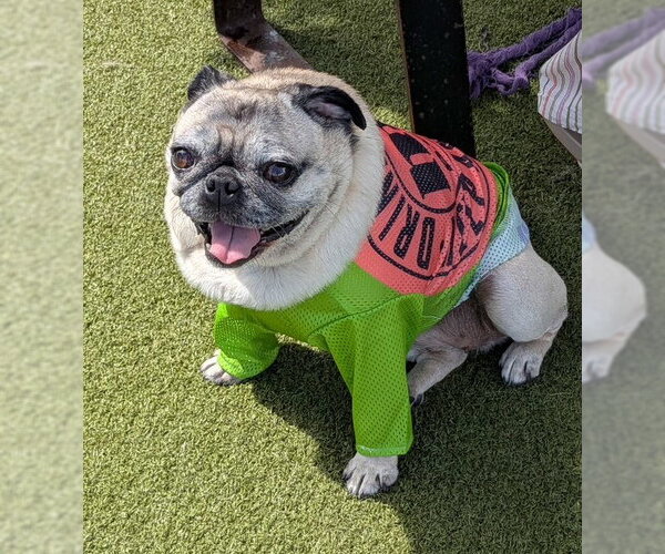 Medium Photo #2 Pug Puppy For Sale in Indianapolis, IN, USA