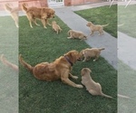 Small Photo #1 Golden Retriever Puppy For Sale in SANTA ANA, CA, USA
