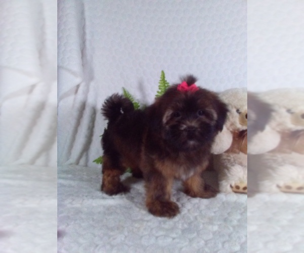 Medium Photo #2 Shorkie Tzu Puppy For Sale in SUGARCREEK, OH, USA