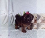 Small #1 Shorkie Tzu