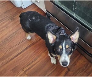 Cardigan Welsh Corgi-Unknown Mix Dogs for adoption in Ogden, UT, USA
