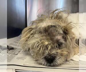 Mutt Dogs for adoption in San Antonio, TX, USA