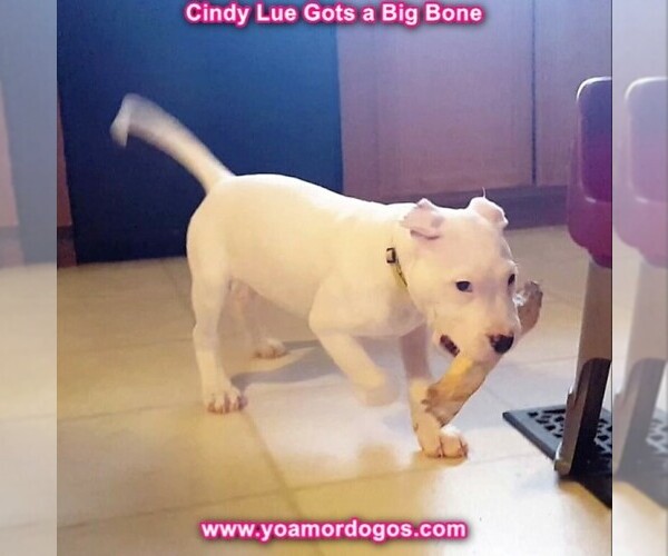Medium Photo #140 Dogo Argentino Puppy For Sale in PINEVILLE, MO, USA
