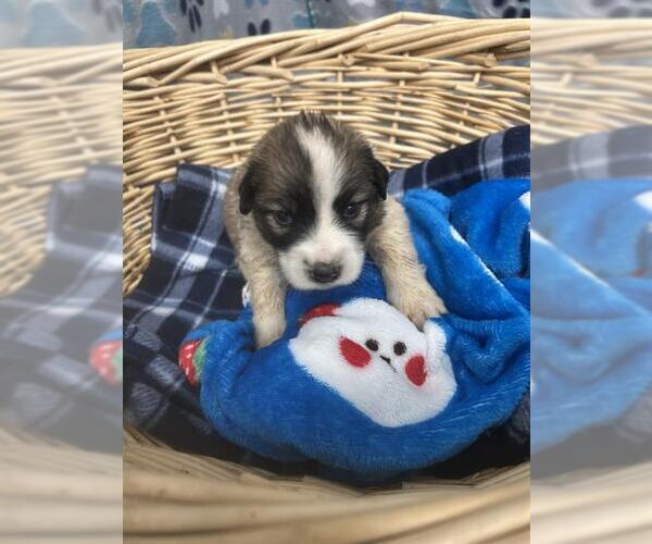Medium Photo #1 Saint Pyrenees Puppy For Sale in Rosenberg, TX, USA