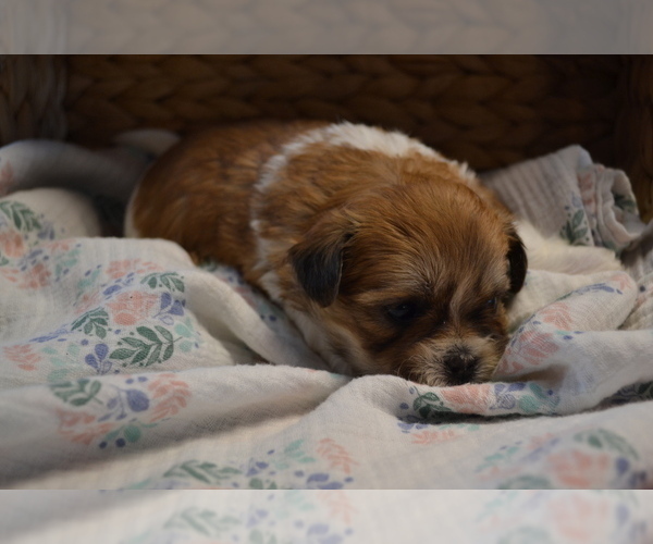 Medium Photo #2 Mal-Shi Puppy For Sale in GREENWOOD, WI, USA