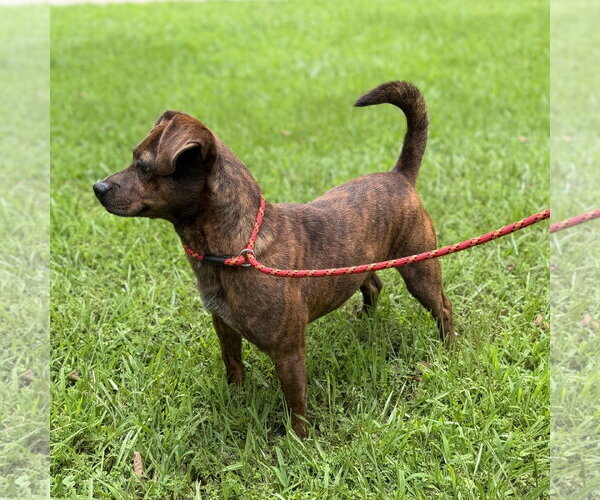 Medium Photo #2 Dachshund Puppy For Sale in Yardley, PA, USA