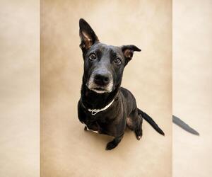 Stormy-$75 Adoption Fee! Diamond Dog! - Female Labrador Retriever-Unknown Mix Dog for Adoption - Photo #8