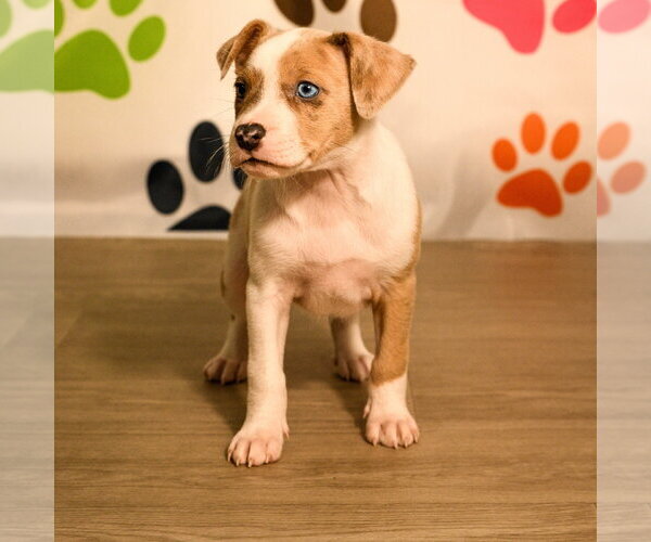 Medium Photo #7 Mutt Puppy For Sale in Brooklyn Center, MN, USA