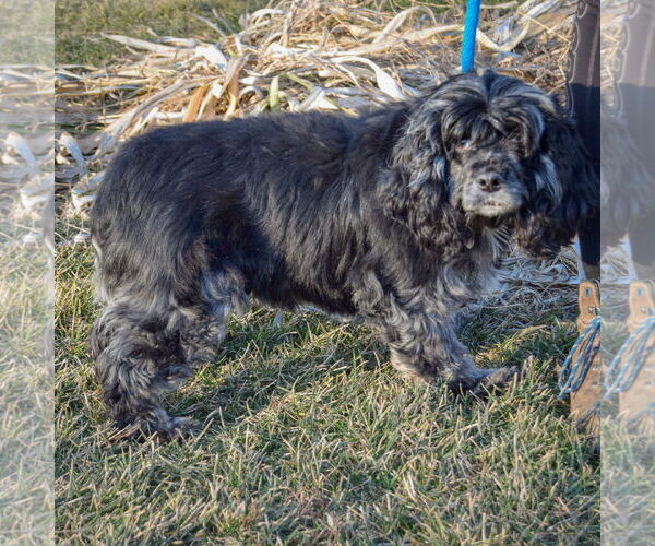 Medium Photo #2 Cocker Spaniel Puppy For Sale in Huntley, IL, USA